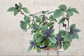 Organic African Blue Basil Live Plant - Herb Starter, Green & Purple Foliage, Ornamental, Ocimum kilimandscharicum × basilicum