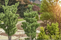Japanese Black Pine Live Plant – 8 Inch Tall, Bonsai & Outdoor Evergreen, Pinus thunbergii, 1-Gallon Pot
