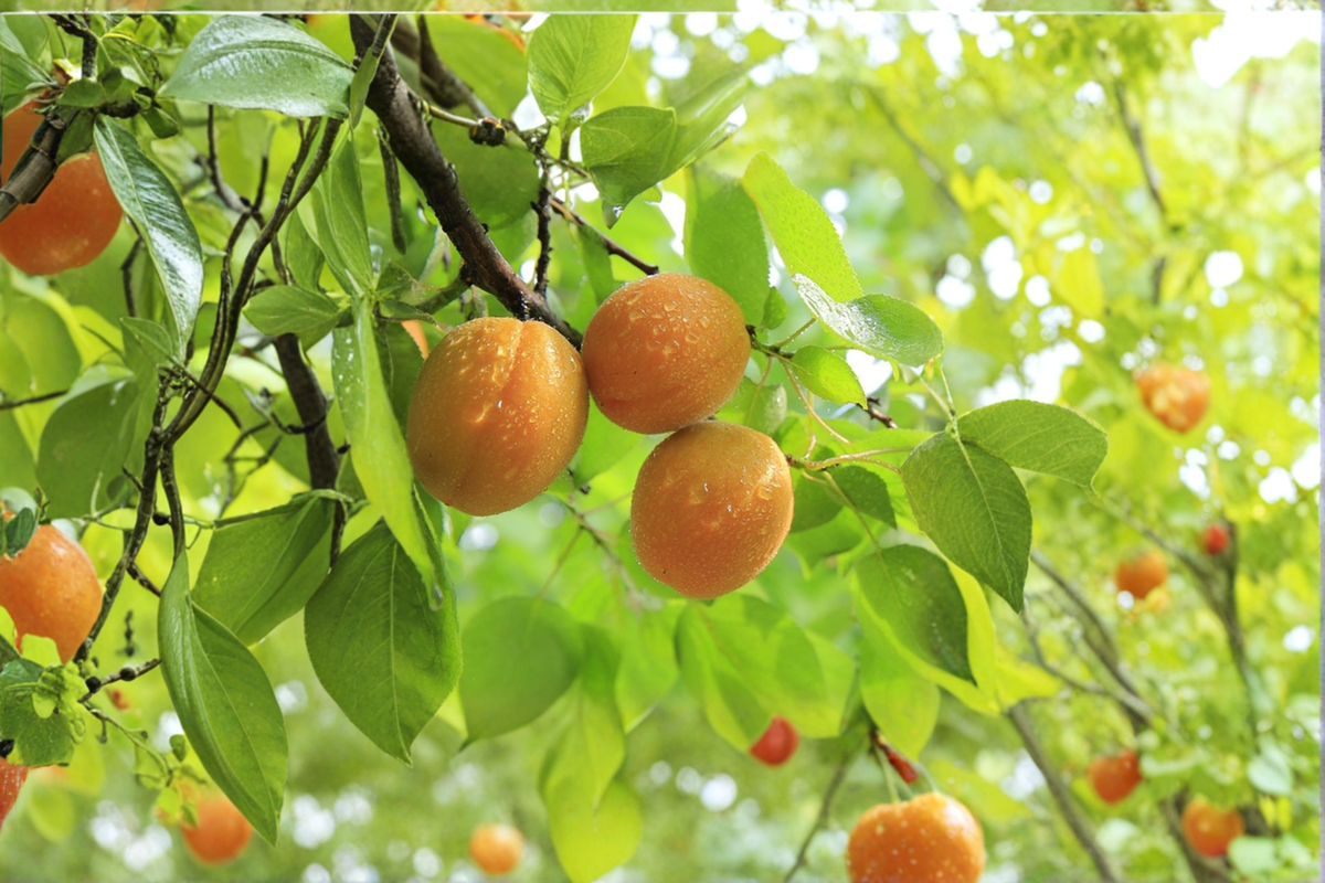 Tilton Apricot Tree Live Plant 4-6 ft Prunus armeniaca Fruit Tree for Home Orchard Garden Outdoor