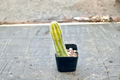 Variegated Peanut Cactus Live Succulent Plant, 2 Inch Pot, Echinopsis chamaecereus, Colorful Trailing Desert Houseplant