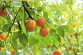 Katy Apricot Tree Live Plant 4-6 Ft Fruit Tree for Home Garden, Sweet Juicy Prunus armeniaca, Outdoor Orchard
