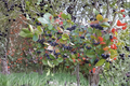 Purple Chokeberry Live Plant – 1 Gallon Pot, Aronia × prunifolia, Edible Berries, Ornamental Shrub for Garden Borders
