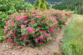 Live Plant - 4" Pot Double Play® Doozie® Spiraea japonica - Reblooming Compact Shrub with Red-Pink Flowers