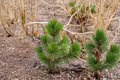 Bosnian Pine 'Compact Gem' Live Plant - 8 Inch Tall Dwarf Evergreen Tree in 1-Gallon Pot, Pinus heldreichii for Garden & Landscape