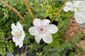 Clematis Miss Bateman Live Vine 1 Gallon Climbing Plant for Trellis and Garden White Flowers