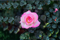 Rose Plant – 1 Gallon Live Bush – Princesse de Monaco Grandiflora Pink White Rose (Rosa ‘Princesse de Monaco’)