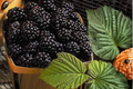 Jumbo Mulberry Seeds 30 Pack - Rare Edible Fruit Tree Seeds for Indoor Outdoor Growing - Morus spp.