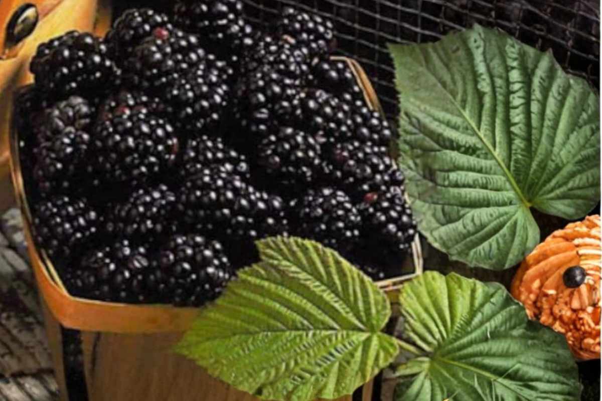 Jumbo Mulberry Seeds – Rare Fruit Tree Seeds for Garden & Container Growing – Morus spp.