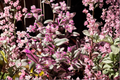 Tradescantia Nanouk 5 Live Cuttings 3-5 Inches Pink Variegated Houseplant