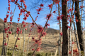 Witch Hazel Bare Root Plant – Hamamelis intermedia ‘Jean-Louis’ Yellow Winter Blooming Shrub