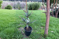 Serbian Spruce Live Plant 12 Inch Picea omorika ‘Bruns’ Narrow Evergreen Conifer Tree in 1-Gallon Pot