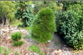 Japanese Umbrella Pine Cynthia Waxman Live Plant, 2 Gallon, Sciadopitys verticillata, Evergreen Tree for Garden Landscape
