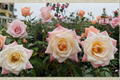 Peace Rose Yellow Blend 5 Gal Live Bush - Hybrid Tea Rose Plant for Garden Landscape, Pink Yellow Flowers, Rosa spp.