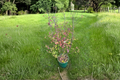Mountain Holly Female Live Plant – Nemopanthus mucronatus, Berry Shrub, 2 Gallon Pot, Native Deciduous Shrub for Garden Landscape