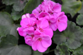 Purple Pink Zonal Geranium 12 Cuttings – 6 Inch Pelargonium Starter Cuttings
