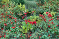 Winterberry Holly Live Plant, Quart Pot, Red Berries, Ilex verticillata, Deciduous Shrub for Landscape & Garden