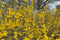 Forsythia Vermont Sun Live Plant – Early Yellow Flowering Shrub for Spring Garden Landscape – 2 Gallon Pot