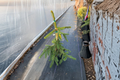 Gold Drift Weeping Norway Spruce 12 Inch Live Plant in 1-Gallon Pot, Picea abies Golden Evergreen Conifer for Garden & Landscape