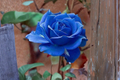 Blue Purple Rose Seeds - Rosa spp. - Ornamental Flowering Plant for Garden Beds & Borders