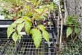 European Beech ‘Sandrode’ Live Plant – 10 Inch Grafted Ornamental Tree Fagus sylvatica