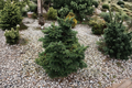 Dwarf Macedonian Fir ‘JK Greece’ Live Plant – Abies borisii-regis Compact Evergreen in 1 Gallon Pot