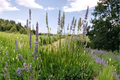 Grosso Lavender Live Plant in 4 Inch Pot – Lavandula x intermedia