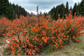 Winterberry ‘Winter Gold’ Live Plant – 4-Inch Ilex verticillata Shrub with Bright Orange Berries for Fall Winter Garden Landscape