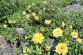Julia Child Floribunda Rose Plant 1 Gal - Butter Yellow Flowering Shrub for Garden Beds & Borders Rosa
