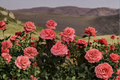 Touch of Class Hybrid Tea Rose 1 Gal Live Plant Pink Flowering Bush for Garden Landscape Outdoor
