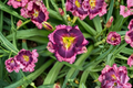 Storm Shelter Daylily Bare Root Plants – Deep Purple Flowers, Perennial, Hemerocallis, Easy Care Garden Border, Set of 3