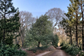 Holly Plant Male 'Edward J. Stevens' Quart Pot Evergreen Shrub for Hedges & Landscaping