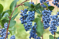 Climax Blueberry Bush Live Plant 1-3 Ft, Fruit Producing Shrub, Vaccinium hybrid for Garden & Outdoor Growing