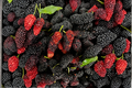 Illinois Everbearing Mulberry Live Plant - Rooted 12 Inch Morus alba × rubra