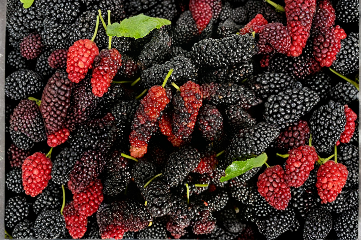 Illinois Everbearing Mulberry Live Plant - Rooted 12 Inch Morus alba × rubra