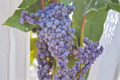 Live Mars Seedless Grape Vine in 2-Gallon Container, Climbing Fruit Vine for Garden Vineyard, Sweet Seedless Grapes, Vitis labrusca