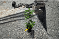 Persian Lime Tree Live Citrus Plant Starter Cutting | Citrus × latifolia | Small Evergreen Tree for Patio & Container Growing