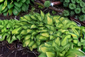 Hosta Island Breeze 3-Inch Pot Variegated Shade Perennial Yellow Green Foliage Garden Starter Plant