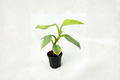Philodendron Silver Sword Live Plant, 3-4 Inch Pot, Silver-green Foliage, Tropical Houseplant, Indoor Decor, Philodendron hastatum