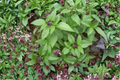 Thai Basil Live Plants – 2 Rooted Herb Plants, Ocimum basilicum var. thyrsiflora, GMO Free, Starter Plants Without Pot