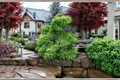 Miss Grace Dawn Redwood Live Plant – 8 Inch Grafted Metasequoia glyptostroboides Deciduous Conifer