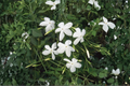 Poet's Jasmine Live Plant, 6-9 Inch Rooted White Flower Vine, Jasminum officinale, Climbing Garden & Container Plant