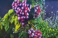 Black Muscadine Grape Vine 4-6 Ft Live Plant, Vitis rotundifolia, Fruit Vine for Garden and Vineyard