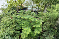 Bonsai Dawn Redwood Live Plant – 8 Inch Grafted Compact Deciduous Conifer Tree – Metasequoia glyptostroboides