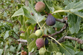 Celeste Fig Tree Live Plant, 4-Year-Old Fruiting Ficus carica 'Celeste', Compact Edible Landscape, Patio & Garden Fruit Tree