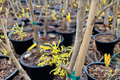 Witch Hazel ‘Angel’ Live Plant – 12-Inch Grafted Shrub with Yellow Winter Blooms, Hamamelis mollis, Deciduous Flowering Shrub