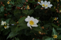 Winter’s Star White Camellia Live Plant, 1-Gallon Pot, Evergreen Shrub with White Flowers, Cold Hardy Hybrid Camellia, Garden Plant
