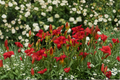 Chicago Apache Daylily Bare Root Plants – Deep Red Flowers, Perennial, Easy Care, Garden Border, Hemerocallis