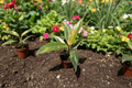 Philodendron Ring of Fire Live Plant in 2-Inch Pot, Variegated Tropical Houseplant, Rare Collector Aroid, Indoor Garden