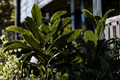 Organic Bay Laurel Live Plant | 3-4 Inch Starter Herb | Laurus nobilis | Evergreen Shrub