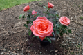 Tropicana Hybrid Tea Rose Plant 3 Gal - Bright Orange Flowering Bush for Garden Landscape, Rose Bush Rosa spp.